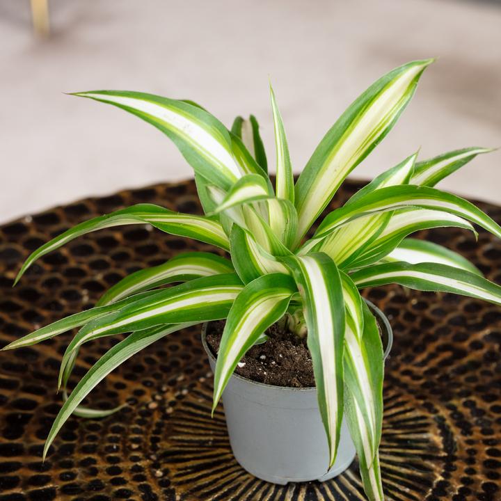 Produktbild Flowerbox Grünlilie - Chlorophytum Comosum Variegata (15 cm)
