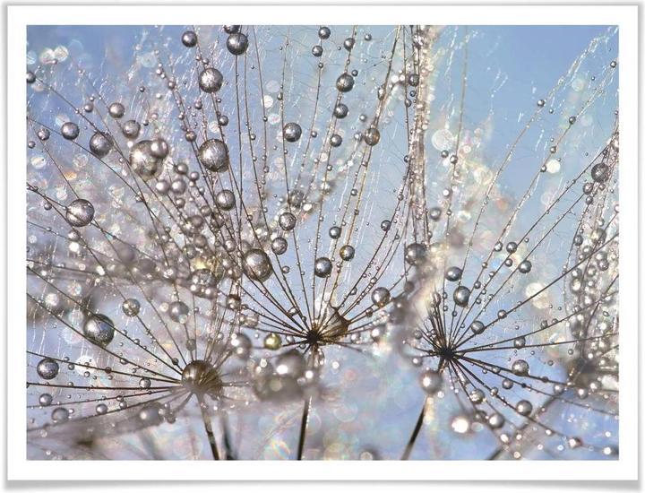 Image du produit Trenddeko Goutte d'eau dans le pissenlit (30 x 24 cm)