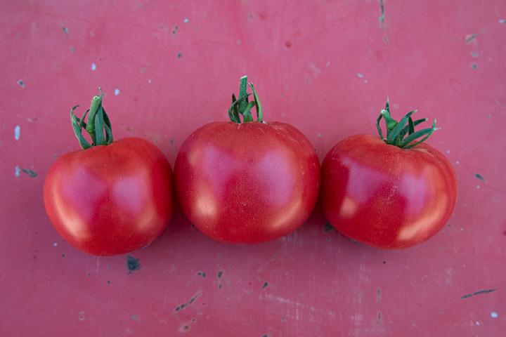 Image du produit Zollinger Bio Tomate, Rose de Berne Sélection Z