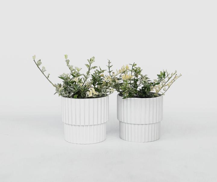 Produktbild Plant in a Box Euonymus Harlequin - 4er Set Gartenpflanzen (20 cm)