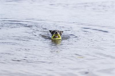 Image du produit Trixie Pince de préhension Aqua Toy (Apporter)
