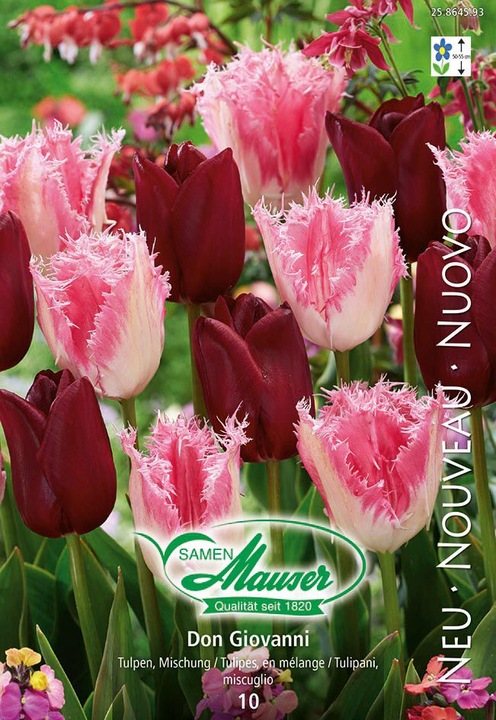 Immagine prodotto Samen Mauser Don Giovanni - Miscela di tulipani (Pianta bulbosa)