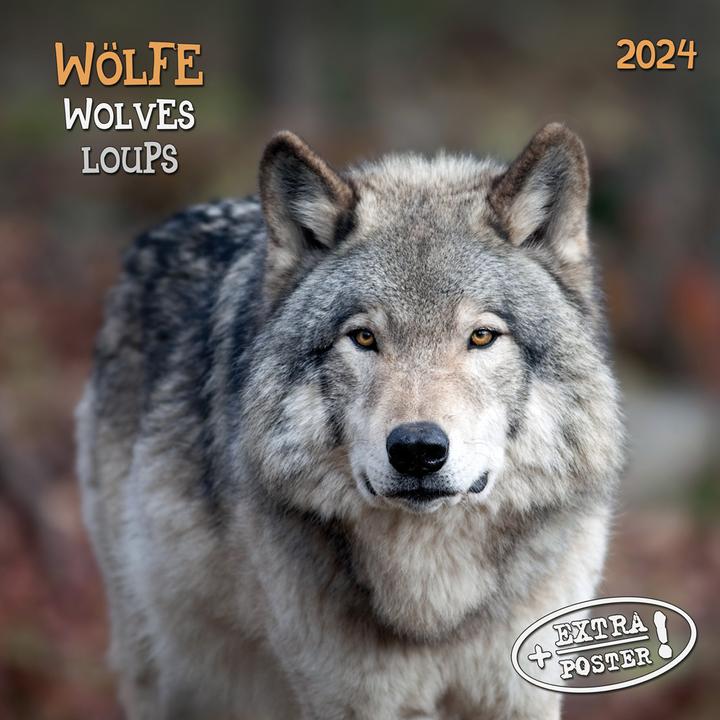 Produktbild Wolves/Wölfe 2024 (30x30cm)