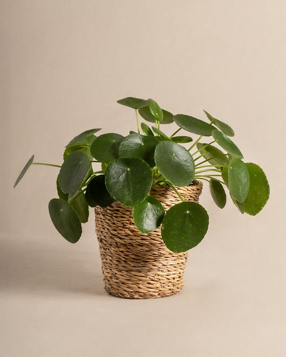 Produktbild feey Ufopflanze (25 cm, Frisch umgetopft, Tierfreundlich)