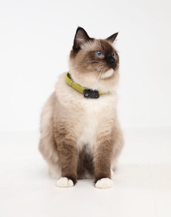 Image du produit Tickless Mini chat (Chat)