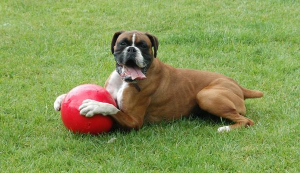 Actual product image Company of Animals Boomer Ball (Ball toy dog)