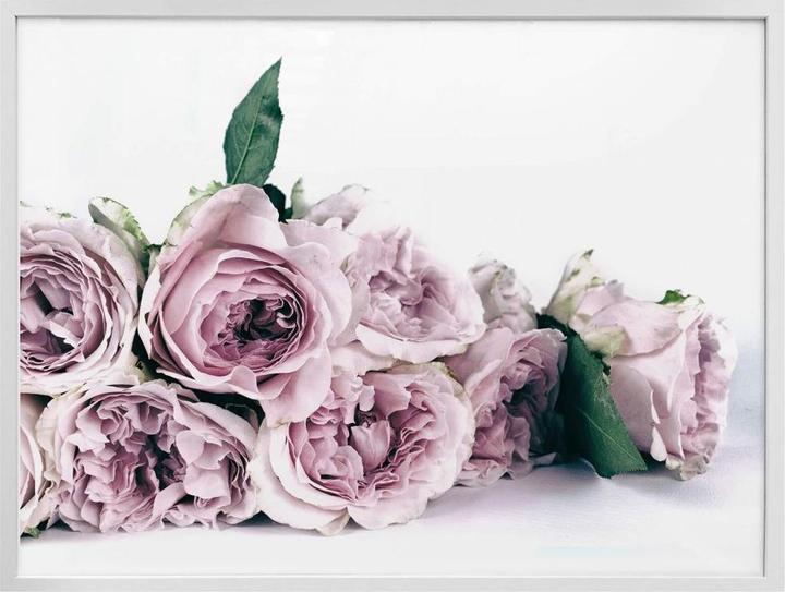 Produktbild Trenddeko Violette Pfingstrosen (80 x 60 cm)