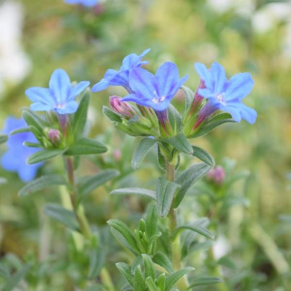 Actual product image Säntispracht Set of 4, Stonecrop - Lithodora diffusa Heavenly Blue (20 cm)