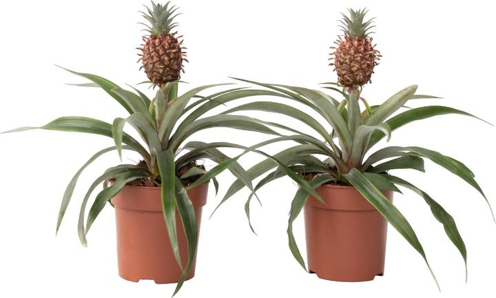 Immagine prodotto Plant in a Box Ananas comosus 'Mi Amigo' - Set di 2 ananas (35 cm)