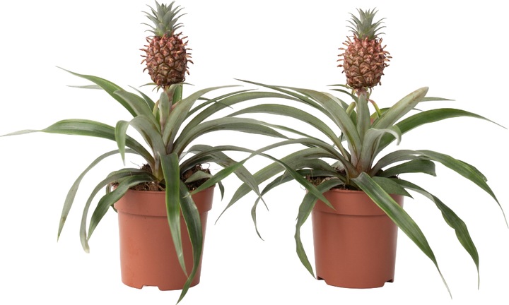 Immagine prodotto Plant in a Box Ananas comosus 'Mi Amigo' - Set di 2 ananas (35 cm)