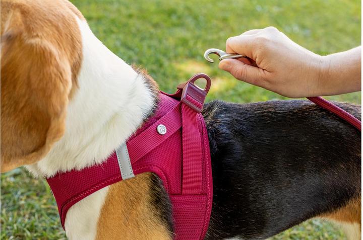 Actual product image Curli Harness Vest Air-Mesh S, Black (S, Dog, General)