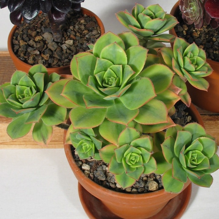 Actual product image Kakteen Gautschi Aeonium set (30 cm)