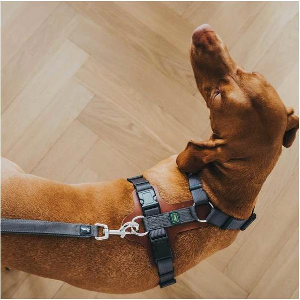 Actual product image Hunter Tableware Aalborg mixed leather polyester (XS, S, Dog, General)