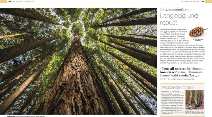 Actual product image DK Bibliothek. Pflanzen & Pilze (German, Andreas Held, Dr Chris Clennett, Dr Sarah Jose, John Farndon, Lynne Boddy, Tim Harris, 2025)