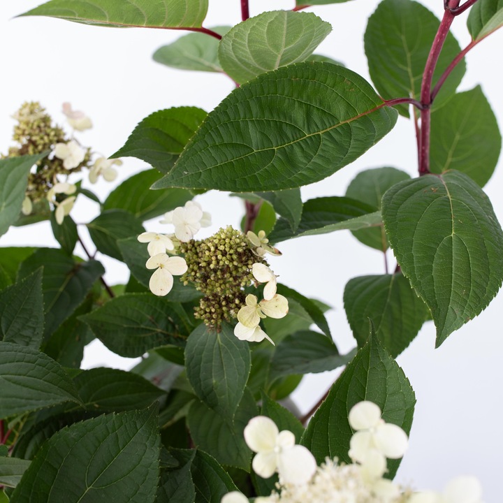 Actual product image Plant in a Box Hydrangea paniculata 'Early Harry' - set of 2 hydrangeas (25 cm)