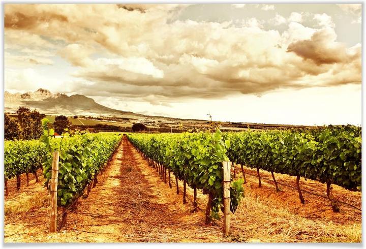 Actual product image Trenddeko Vines in the mountains (100 x 70 cm)