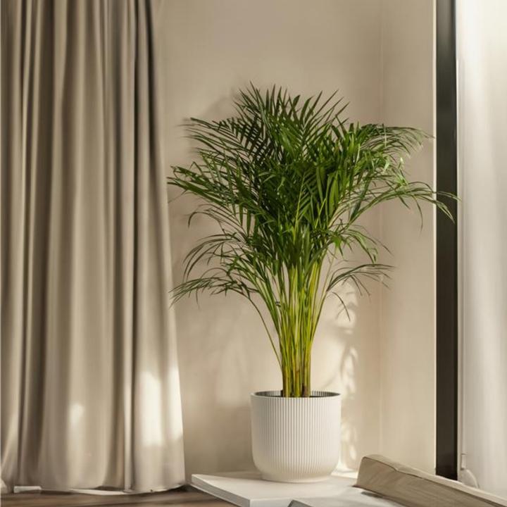 Actual product image Plant in a Box Howea forsteriana - Kentia Palm (130 cm)