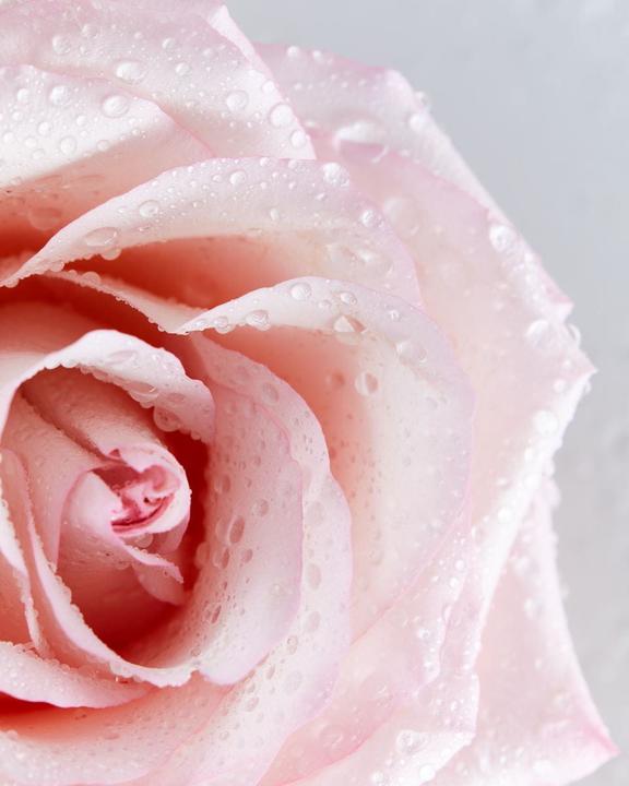 Actual product image NIVEA Rosa & Argan (Body cream, Body lotion, 500 ml)