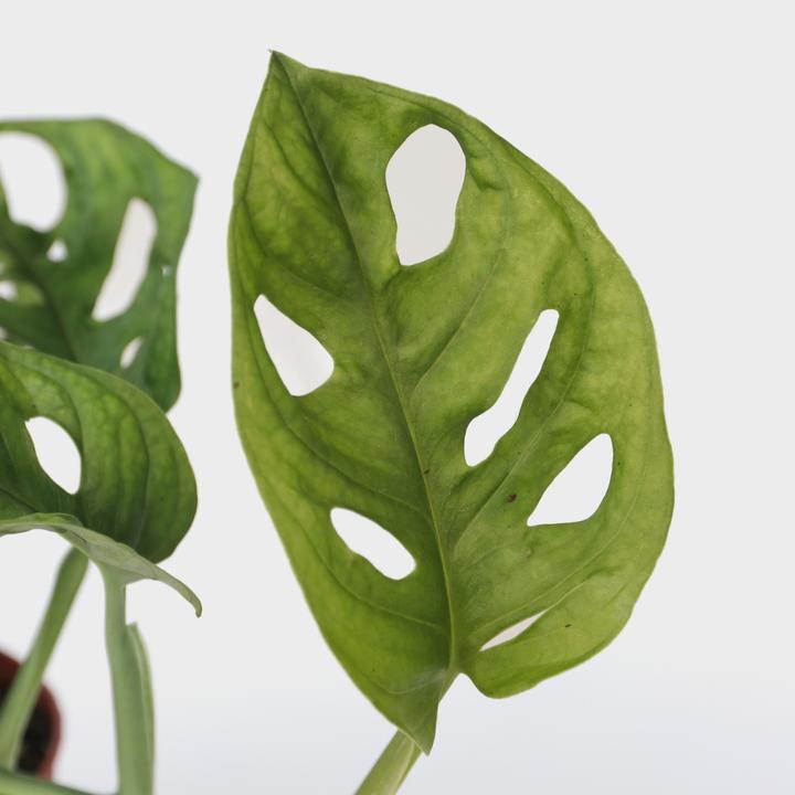 Produktbild Plant in a Box Monstera Monkey Mask - 2er Set Affenmaskpflanze (25 cm)