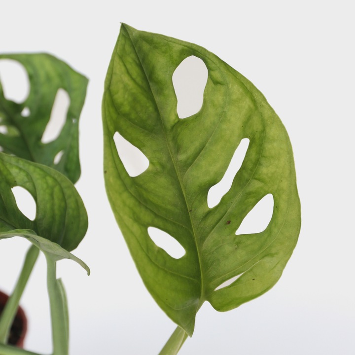 Image du produit Plant in a Box Monstera Monkey Mask - Lot de 2 plantes à masque de singe (25 cm)