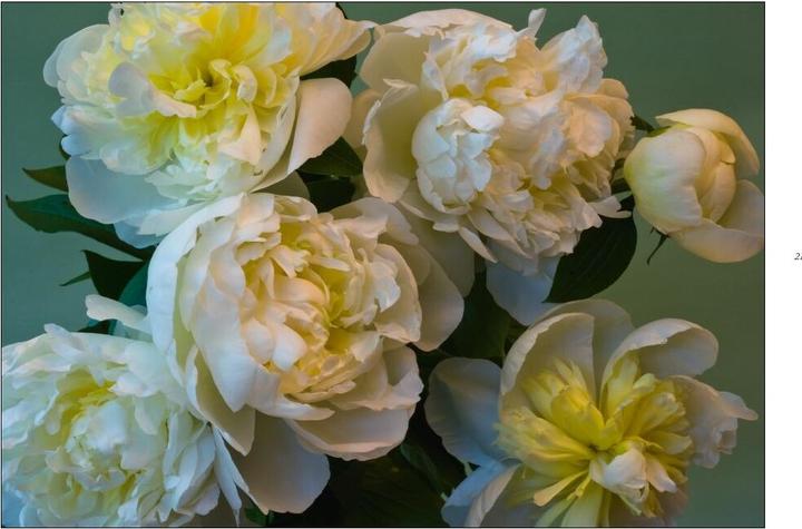 Produktbild Poesie der Blumen (Deutsch, Isolde, Ohlbaum, 2016)