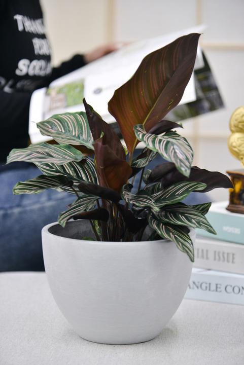 Produktbild Jaco green Tavira (20 x 14 cm)