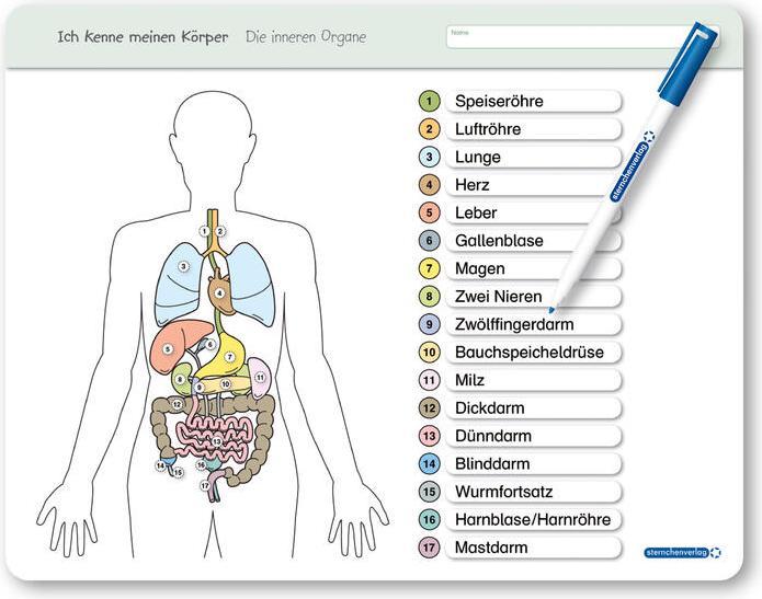 Produktbild Ich kenne meinen Körper - Die inneren Organe (Deutsch, Katrin Langhans, 2015)