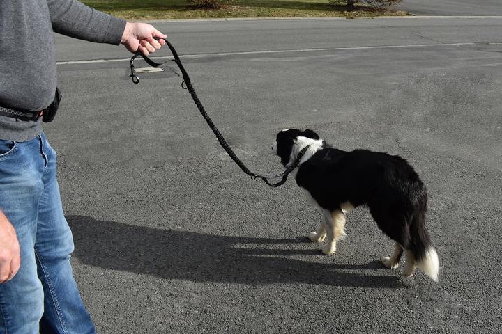 Actual product image Roony Running leash (Dog)
