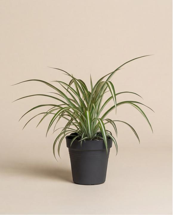 feey Grünlilie (15 cm, Fraîchement rempotés)