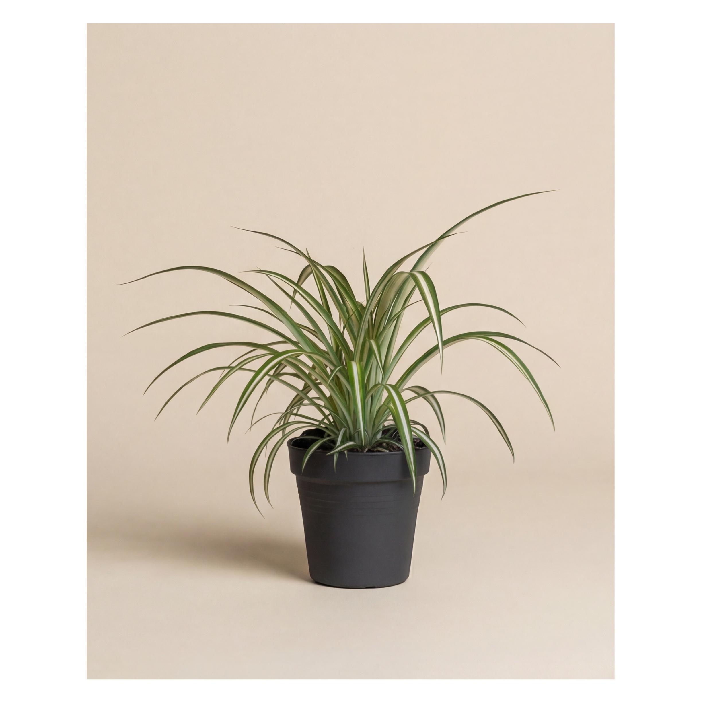 monstera indanza Monstera deliciosa – Adplants