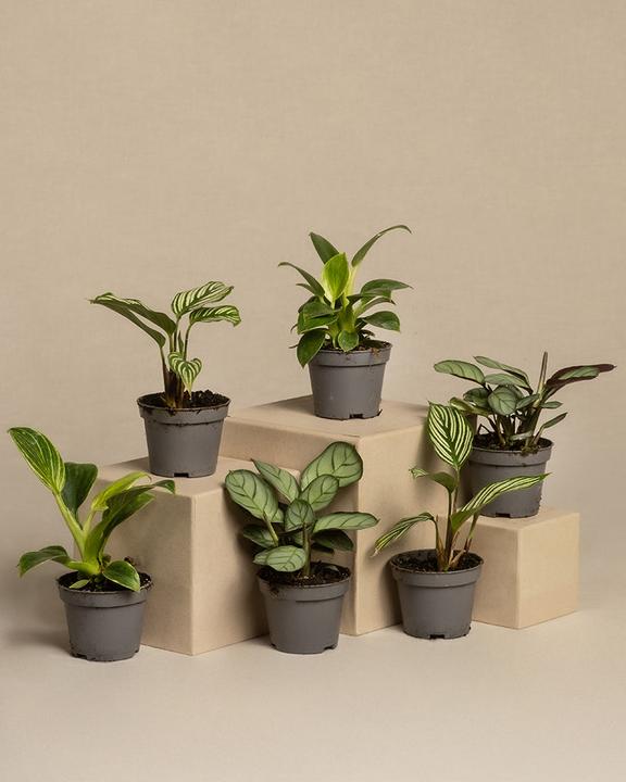 Actual product image feey Babypflanzen fürs Badezimmer (6er Set) (5 cm)
