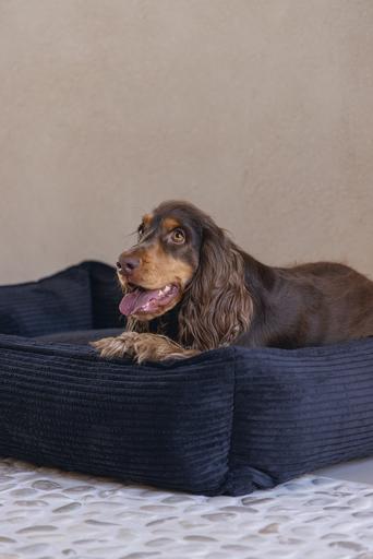 Immagine prodotto Designed by Lotte A coste (Cane)