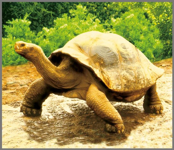 Immagine prodotto Brainstorm Torcia per animali e proiettore (Inglese, Francese, Italiano, Tedesco)