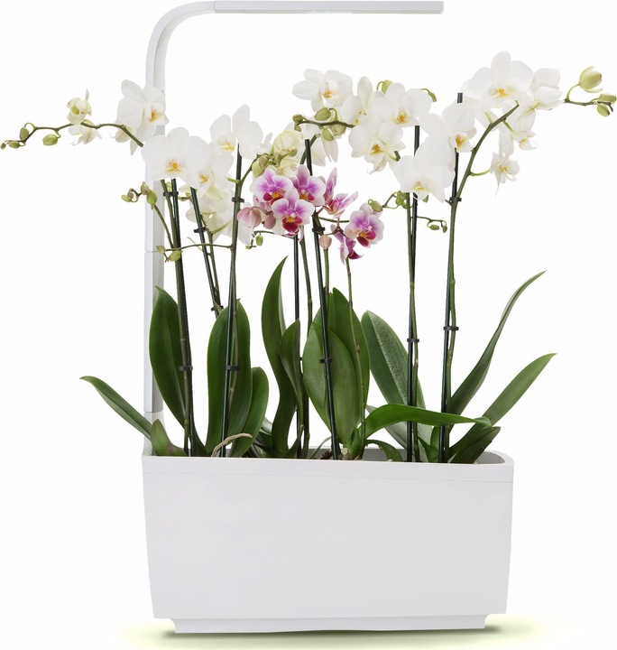 Produktbild Tregren Kräutertopf T6 (34.50 cm)