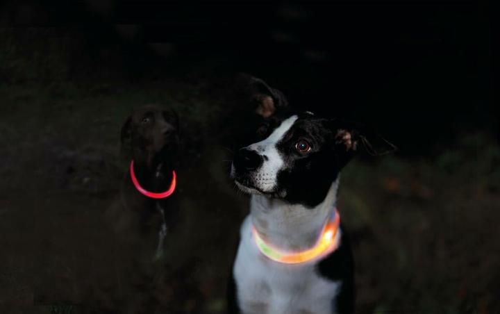 Produktbild Trixie Safer Life (XS, S, Hund, Spazieren)