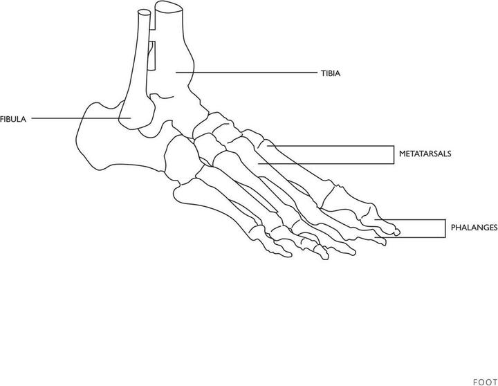 Image du produit Physa Modèle de squelette du pied