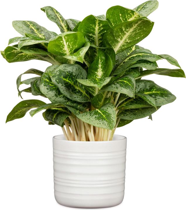 Produktbild Scheurich Cottage Soft Wool (28.50 x 28.50 x 26 cm)