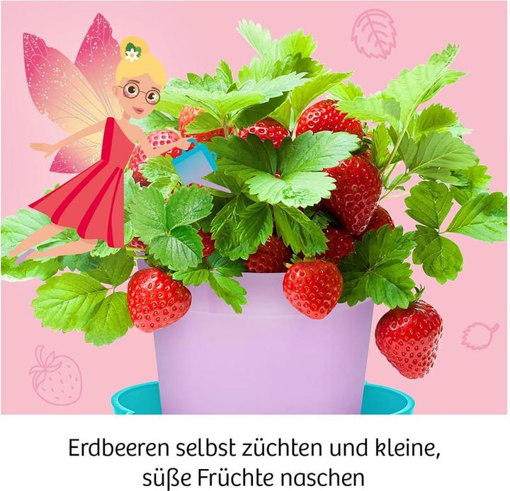 Actual product image Kosmos Fairy Strawberries