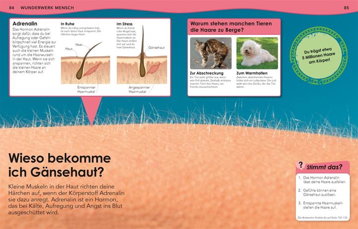 Actual product image Weshalb? Deshalb! Körper (German, Emily Dodd, 2021)