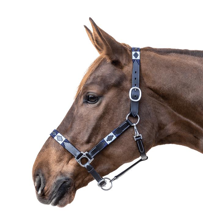 Produktbild Waldhausen Lederhalfter Polo