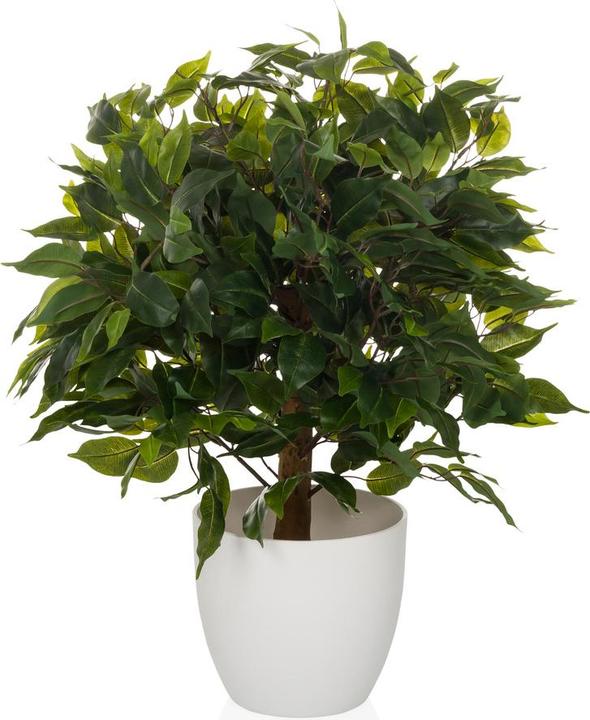 Hjh Office Ficus Ii (65 cm)