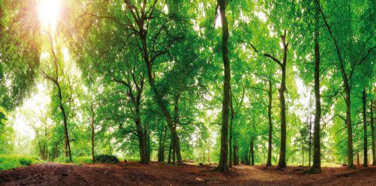 Eibert Visual Spring Forest (50 x 100 cm)