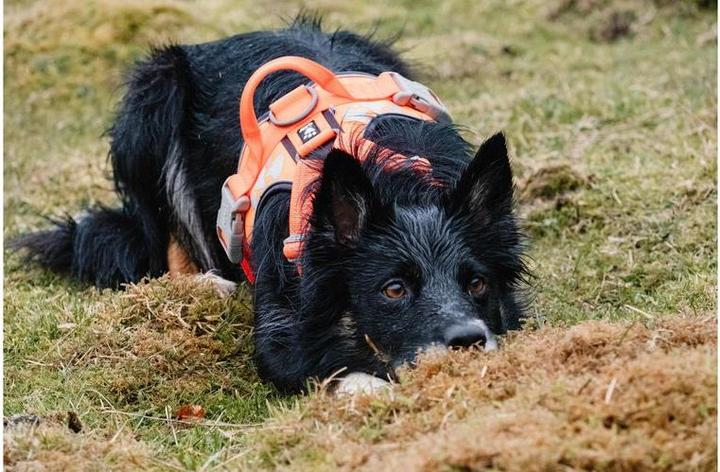Produktbild Hurtta Geschirr Weekend Warrior (XXL, Hund, Hundesport)