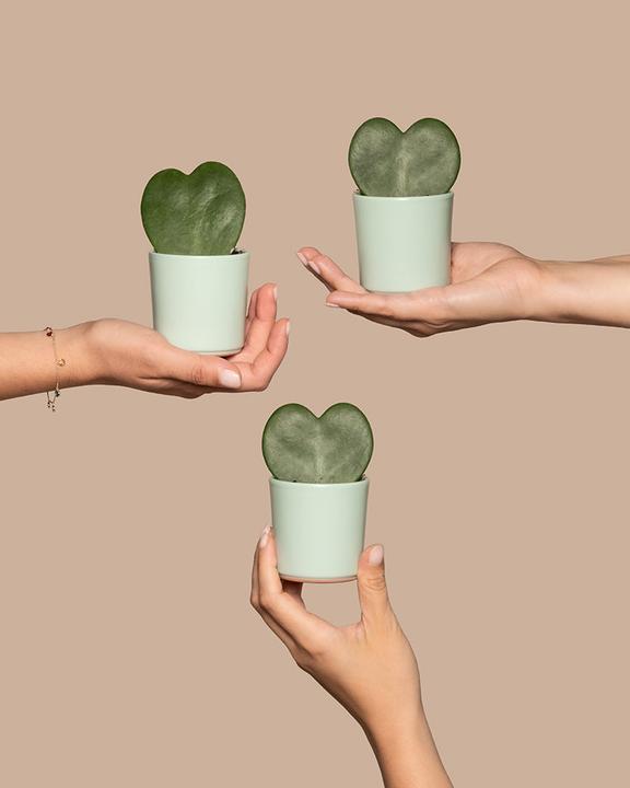 Image du produit feey Herzblatt-Trio (5 cm)