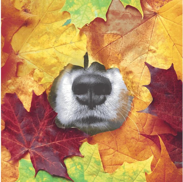 Rot, Bordeaux, Orange