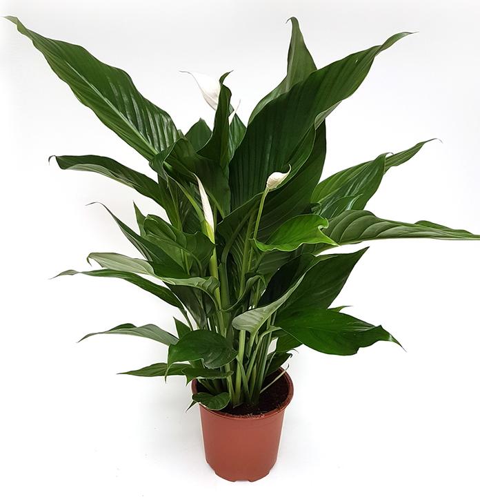 Actual product image Rutishauser Insert (85 cm)