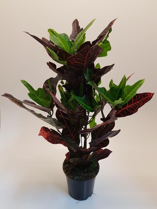 Actual product image Rutishauser Croton (60 cm)