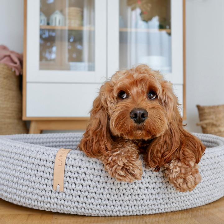 Actual product image Labbvenn Lukko (Dog)