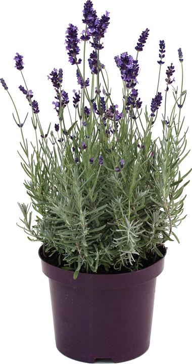 Zulauf Lavendel / Lavandula angustifolia 'Hidcote' (20 cm)