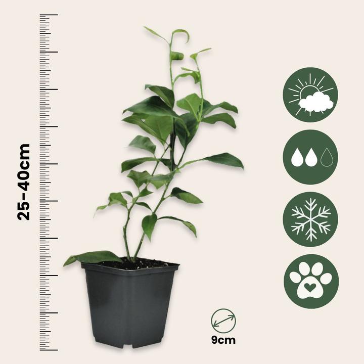 Produktbild Plant in a Box Citrus lime, calamondin, limon - 3er Set Citrus pflanzen Mix (25 cm)